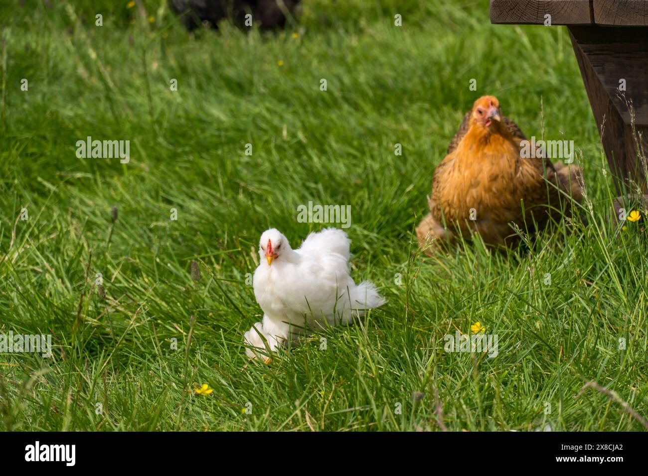 Un poulet fermier dans une ferme norvégienne Banque D'Images