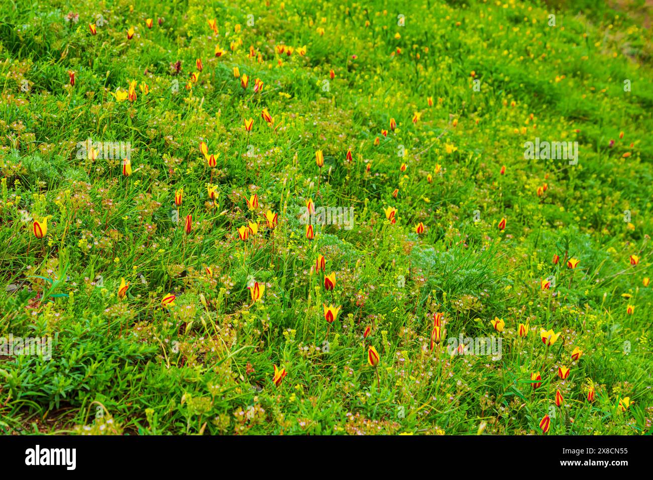 Tulipes jaunes sauvages dans les montagnes TRANS-Ili Alatau. Flore du Kazakhstan. Banque D'Images