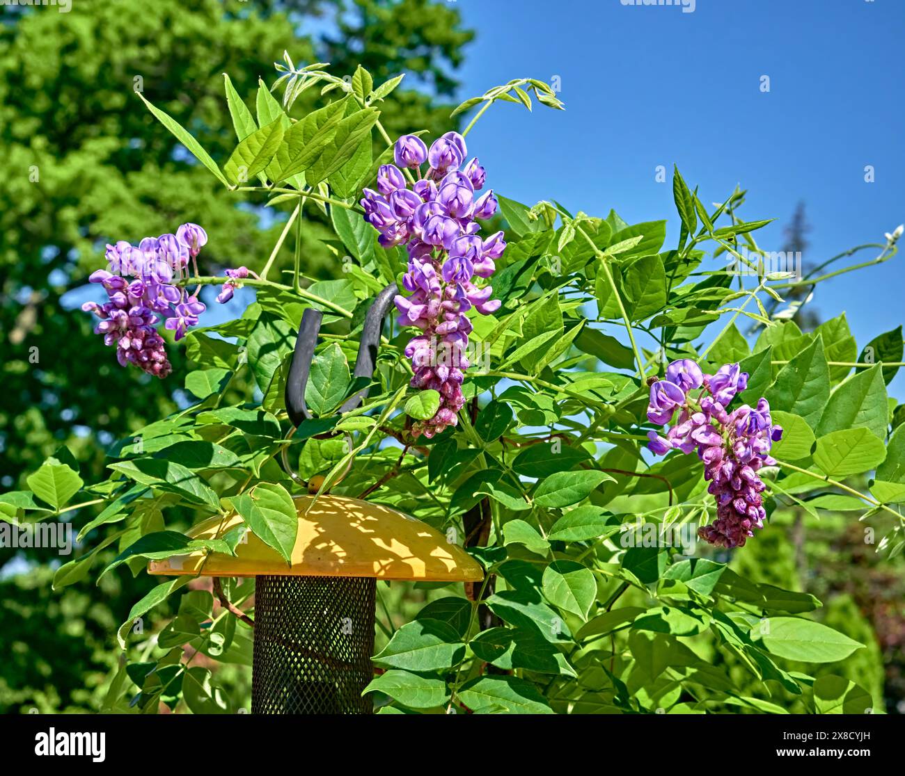 Gros plan de trois belles plantes roses Wisteria, sur une vigne, avec des fleurs. Banque D'Images