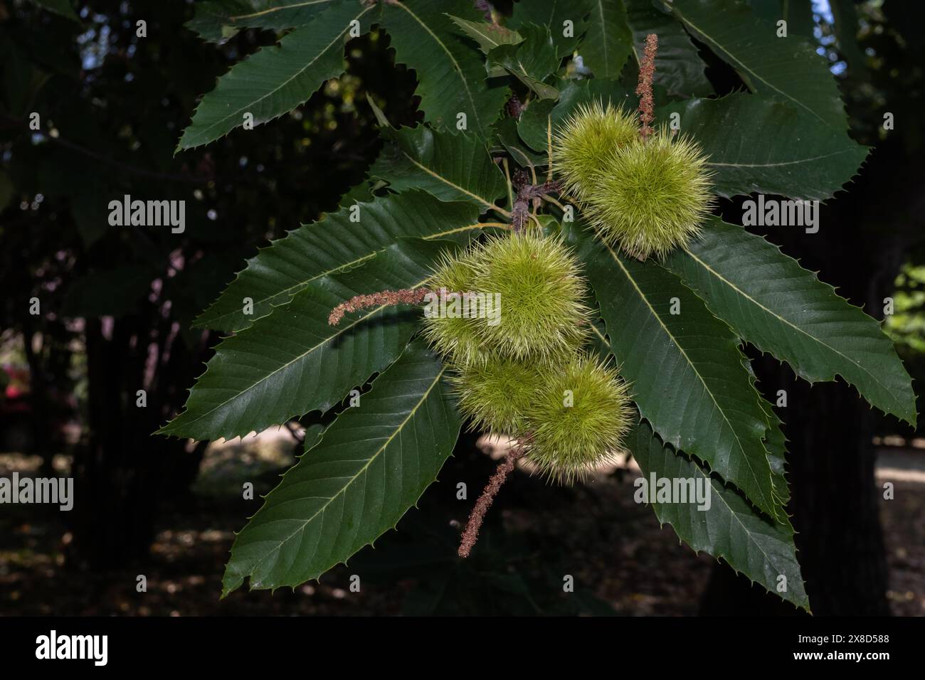 Les fraises vertes luxuriantes de châtaigniers pendent gracieusement parmi les feuilles vibrantes, leurs extérieurs épaisses contrastent fortement avec le feuillage lisse et riche de ce captivant Banque D'Images