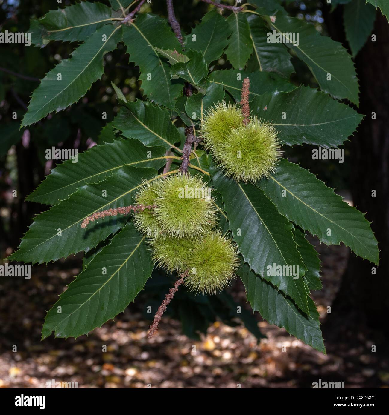 Les fraises vertes luxuriantes de châtaigniers pendent gracieusement parmi les feuilles vibrantes, leurs extérieurs épaisses contrastent fortement avec le feuillage lisse et riche de ce captivant Banque D'Images