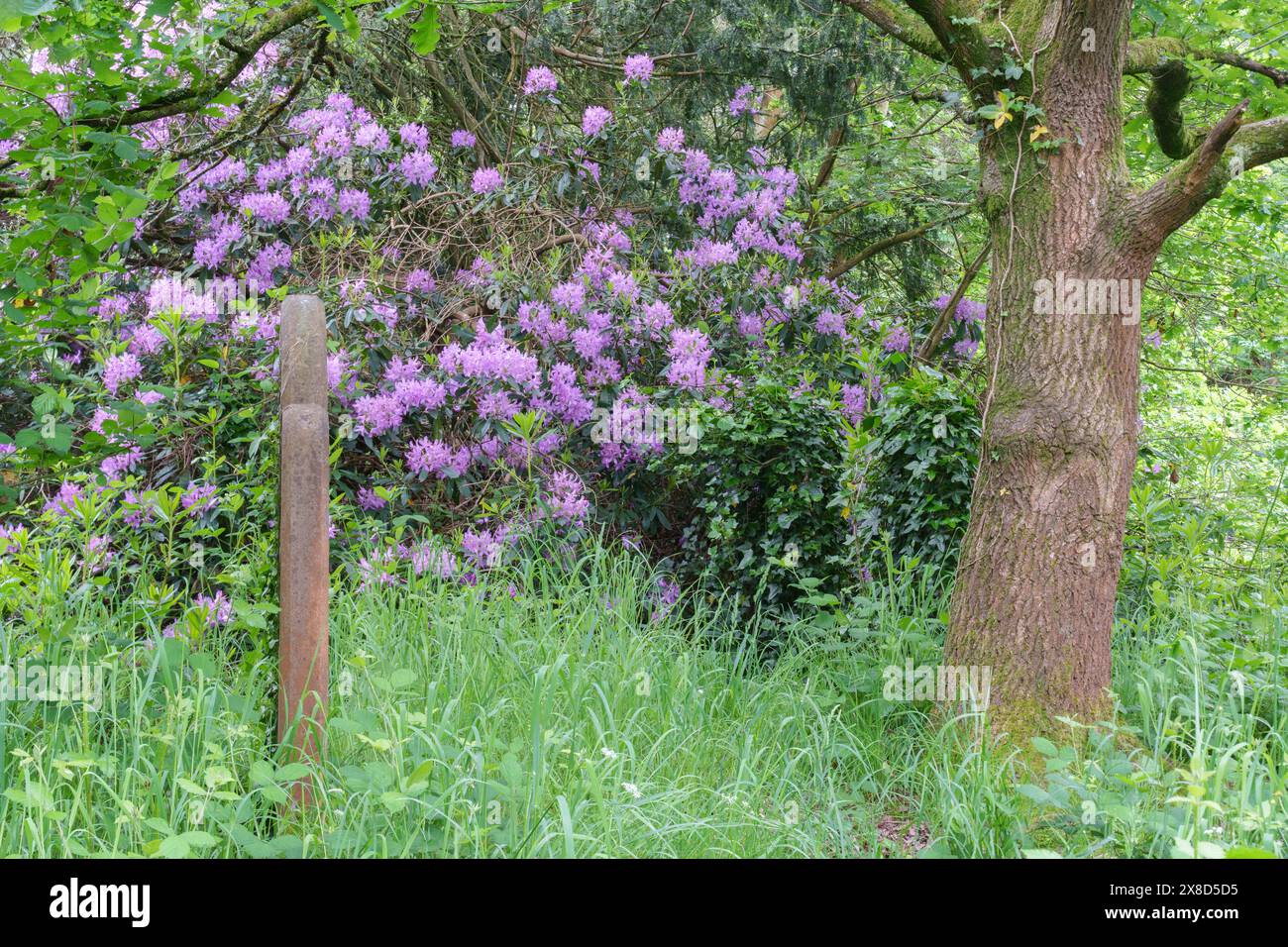 Rhododendrons dans le vieux cimetière de Southampton Banque D'Images