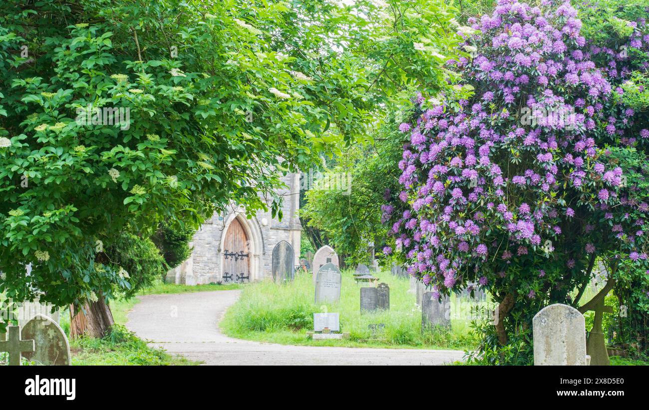 Rhododendrons dans le vieux cimetière de Southampton Banque D'Images