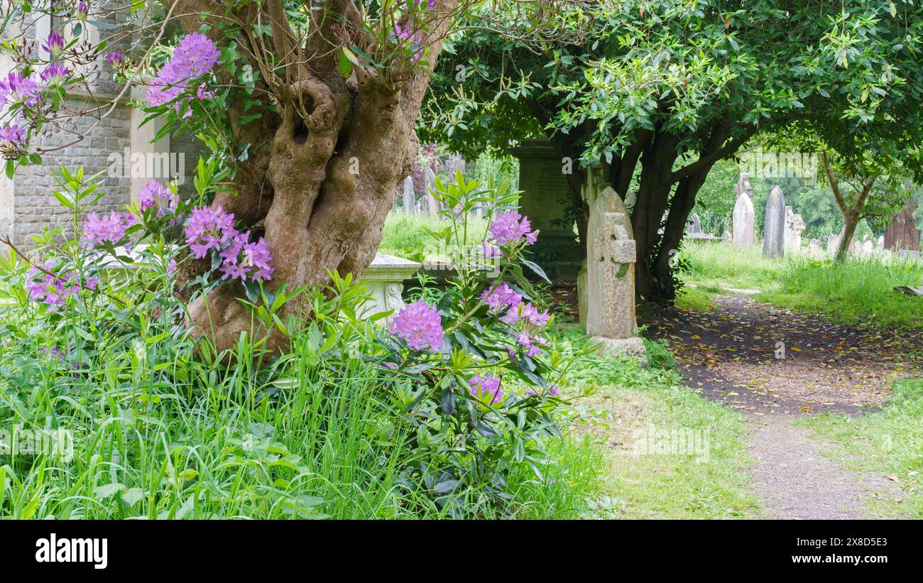 Rhododendrons dans le vieux cimetière de Southampton Banque D'Images