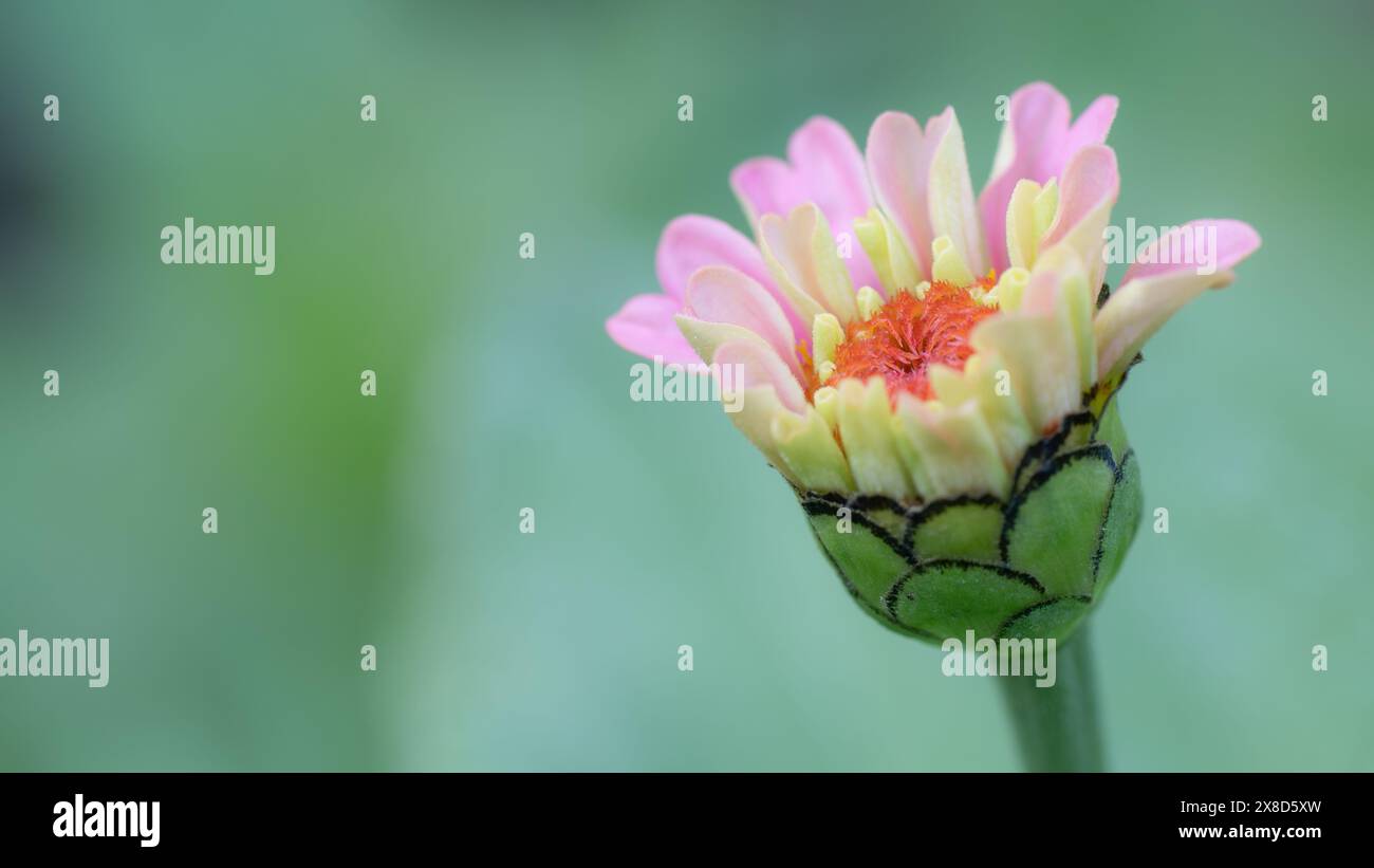 Le bourgeon d'une fleur de zinnia s'ouvre avec un espace pour la copie sur la gauche. Banque D'Images