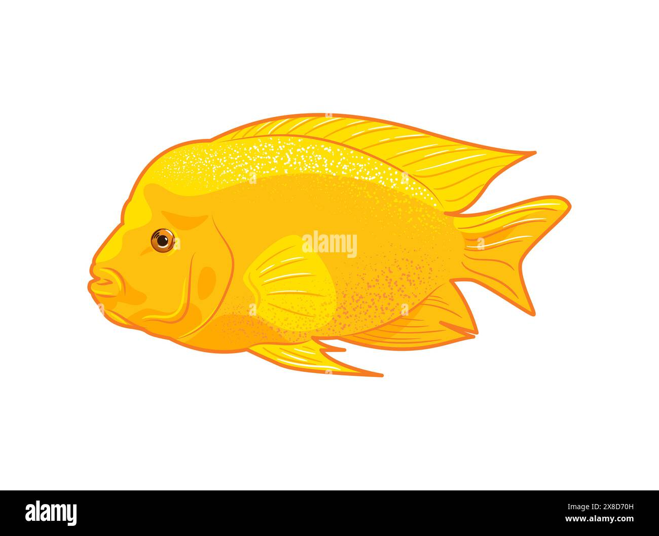 Cichlasoma citrinellum. Illustration vectorielle d'icône de poissons tropicaux sur fond blanc, animaux d'aquarium dans un style plat. Famille des cichlides. soins pour animaux de compagnie. Pour s Illustration de Vecteur Cichlasoma citrinellum. Illustration vectorielle d'icône de poissons tropicaux sur fond blanc, animaux d'aquarium dans un style plat. Famille des cichlides. soins pour animaux de compagnie. Pour s Illustration de Vecteur