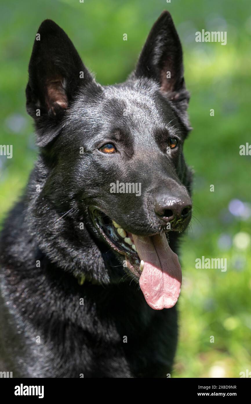 Berger allemand noir chien dans une forêt de Bluebell Banque D'Images