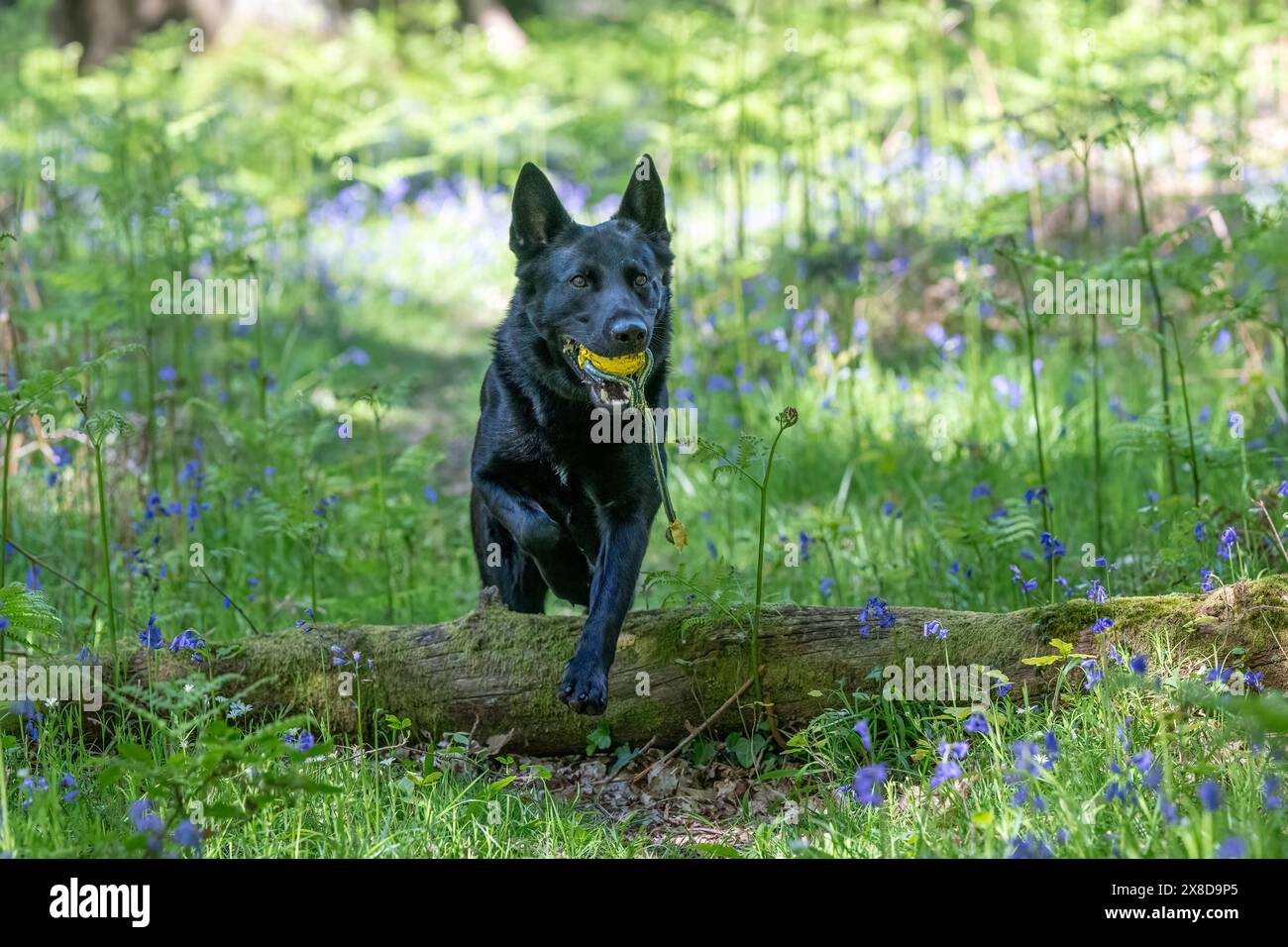 Berger allemand noir chien dans une forêt de Bluebell Banque D'Images