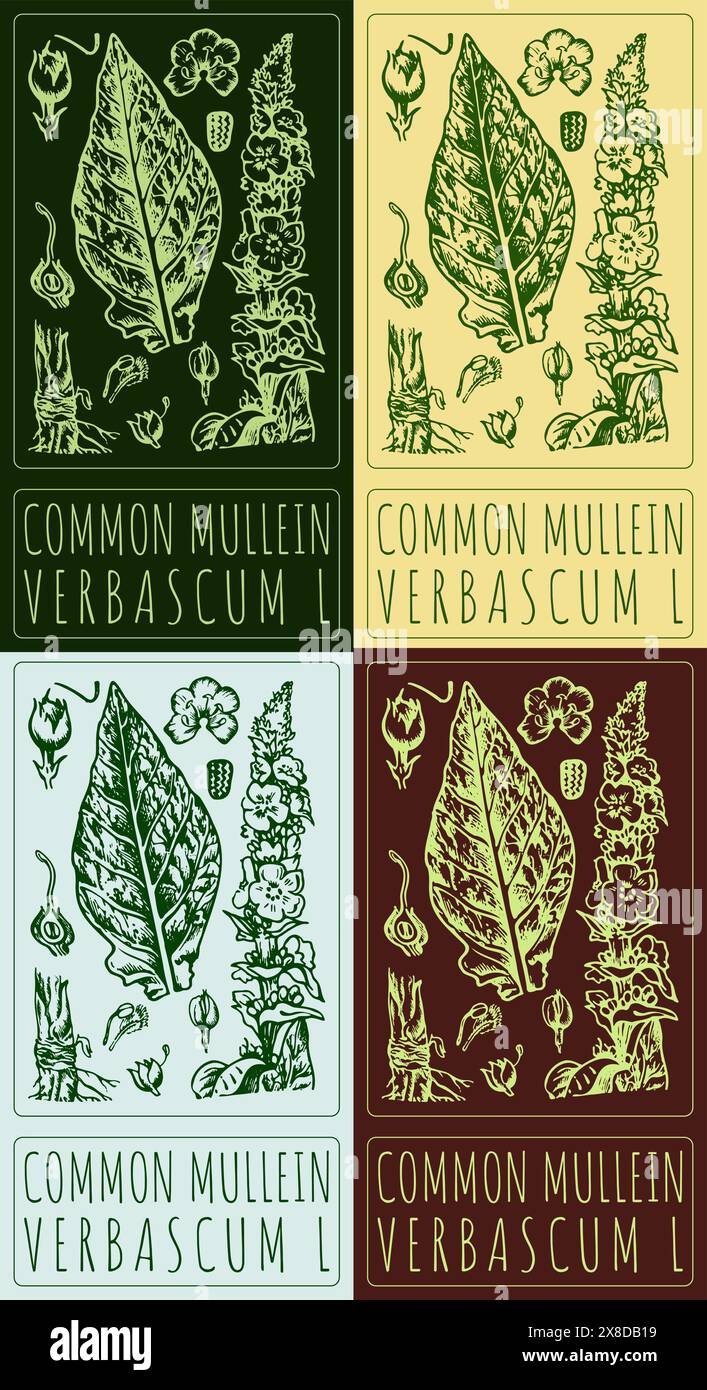 Ensemble de vecteur dessinant MULÈNE COMMUN dans différentes couleurs. Illustration dessinée à la main. Le nom latin est VERBASCUM L. Illustration de Vecteur