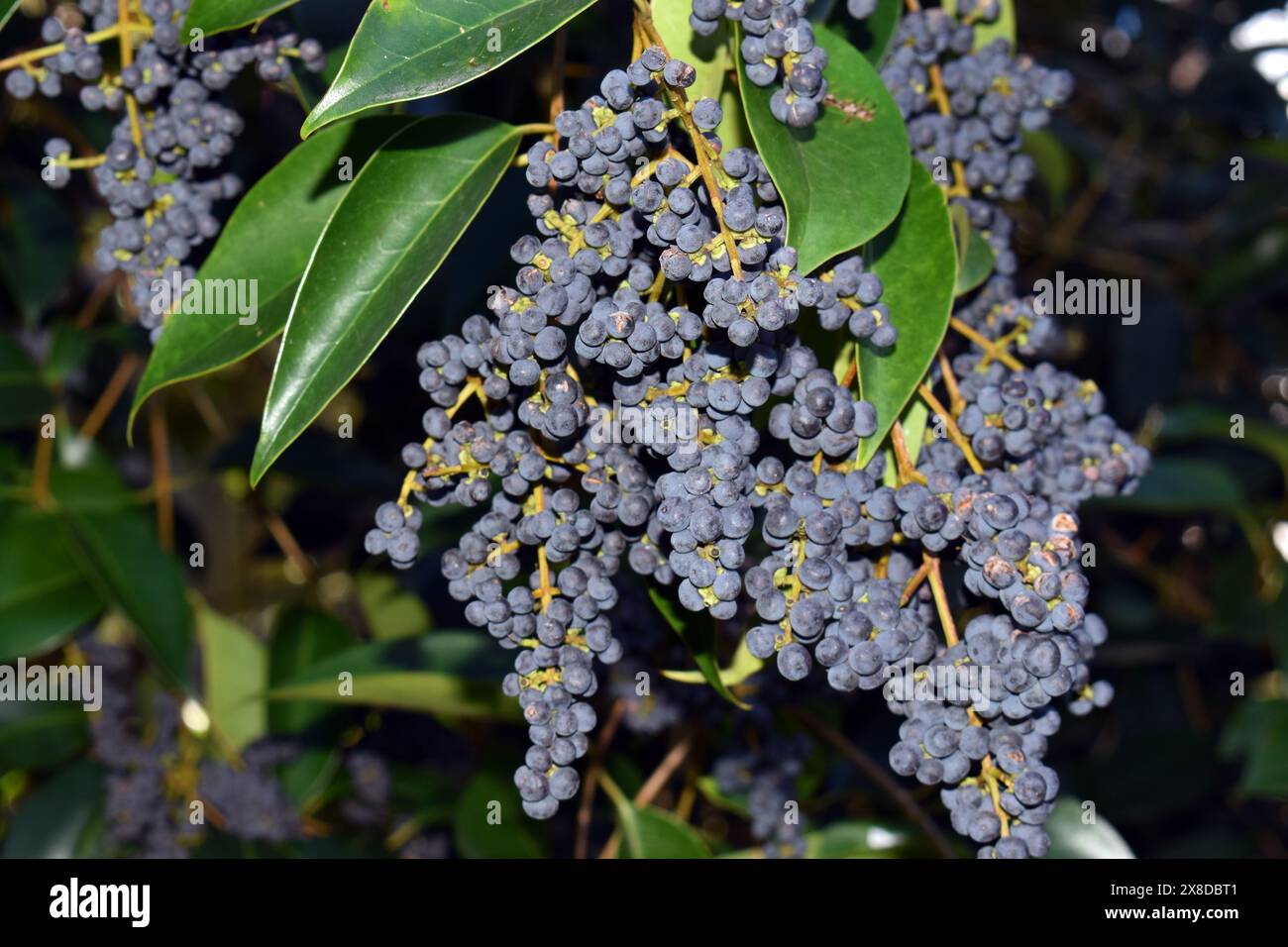 Fruits du privet à larges feuilles (Ligustrum lucidum) sur une branche Banque D'Images