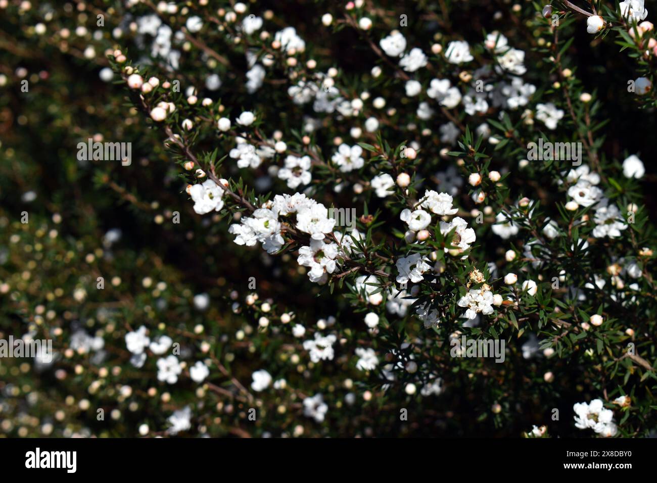 Détail des fleurs de l'arbuste Leptospermum scoparium 'Princess Anne' Banque D'Images