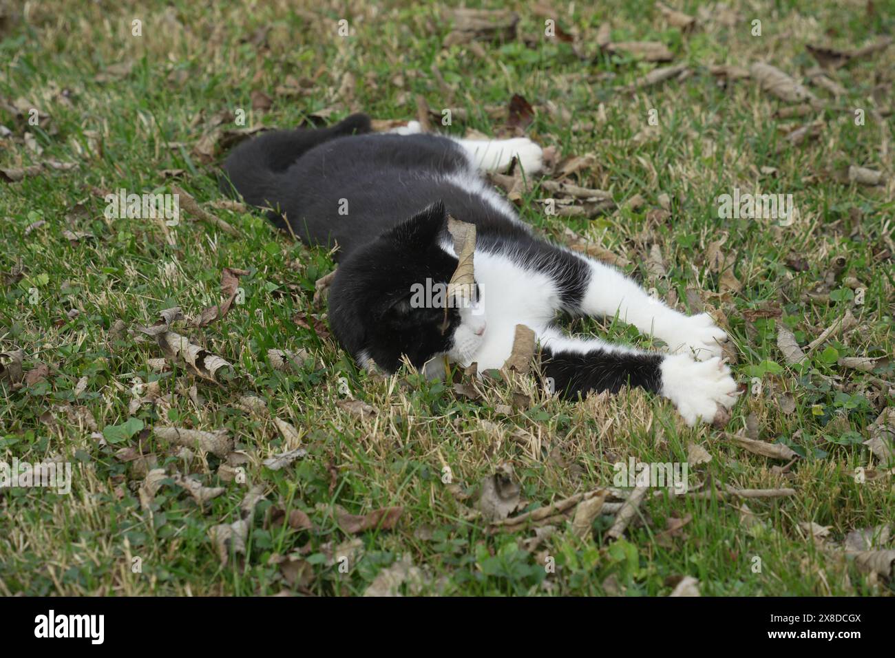 Cat dans le parc Banque D'Images