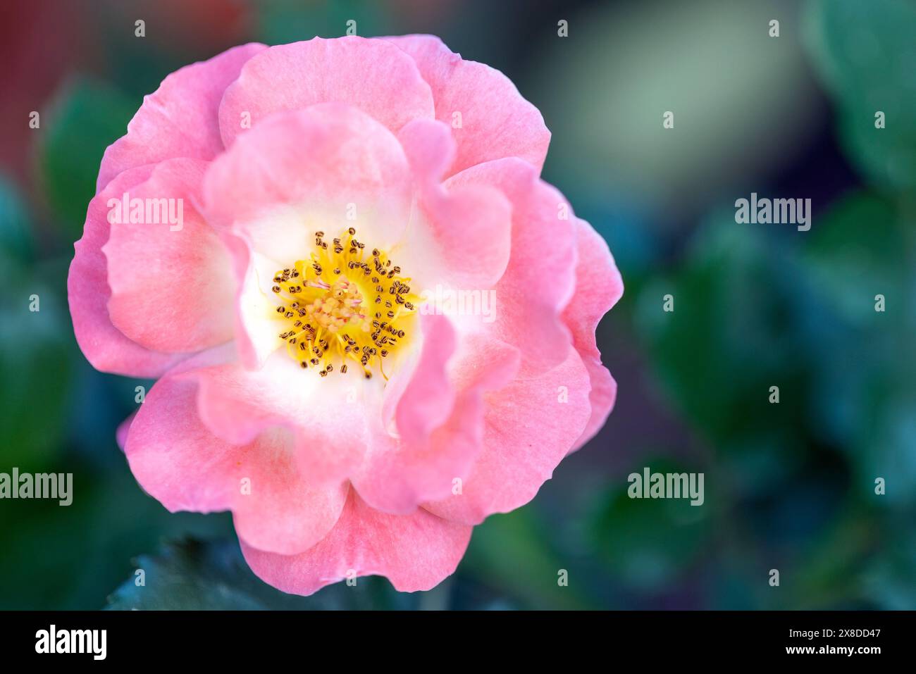 Coral Cove Rose (Rosa 'Balove') - Asheville, Caroline du Nord, États-Unis Banque D'Images