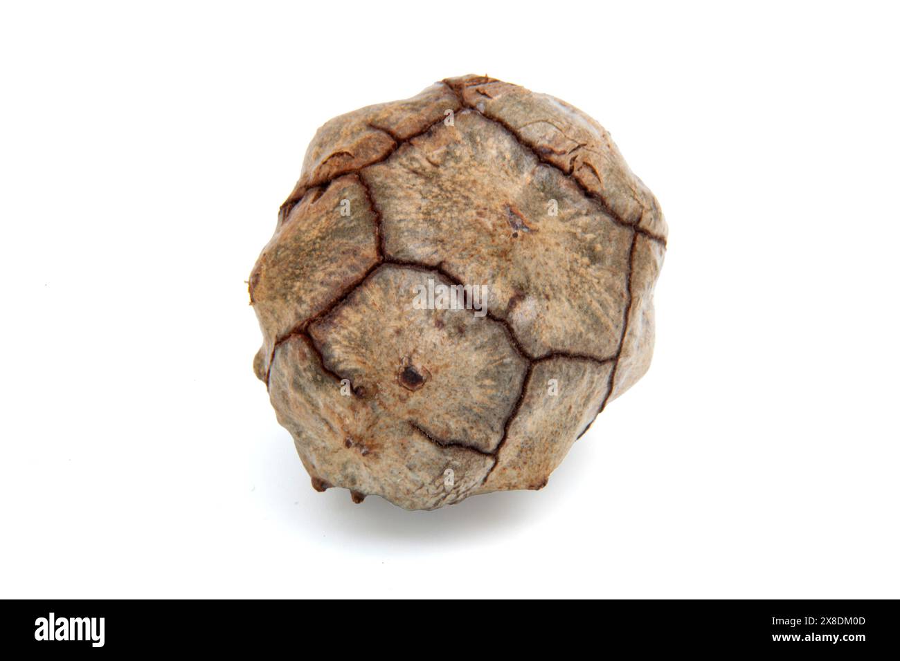 Cônes séchés de cyprès à feuilles persistantes sur fond blanc. Isoler. Pour le texte. Banque D'Images