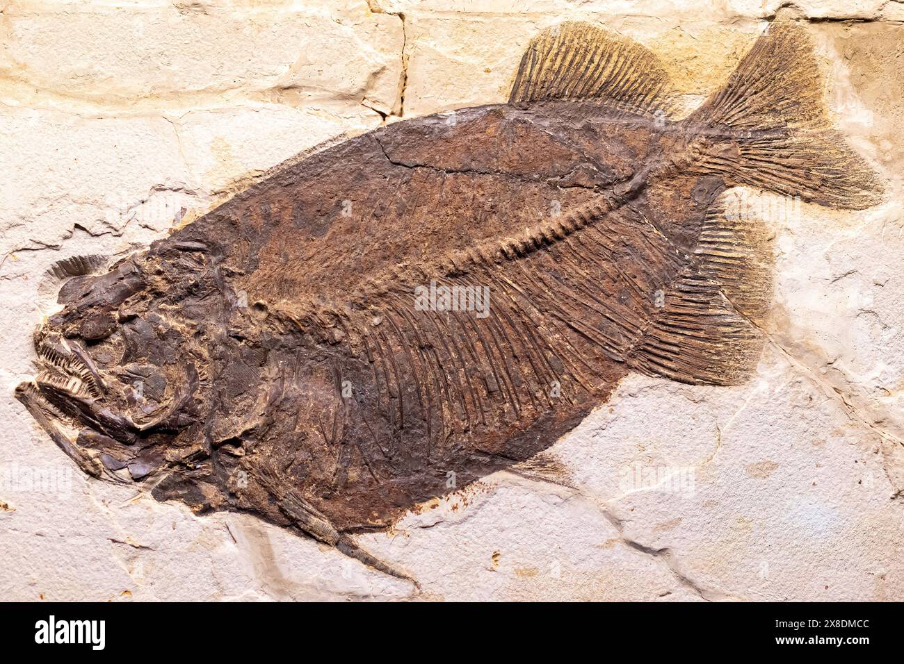 Fossile pétrifié bien conservé d'un poisson préhistorique présentant des détails complexes de la structure squelettique des poissons, des écailles et des nageoires. Banque D'Images