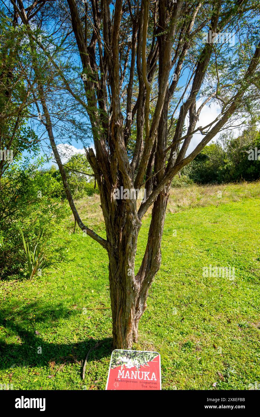 Arbre à thé Manuka - Nouvelle-Zélande Banque D'Images
