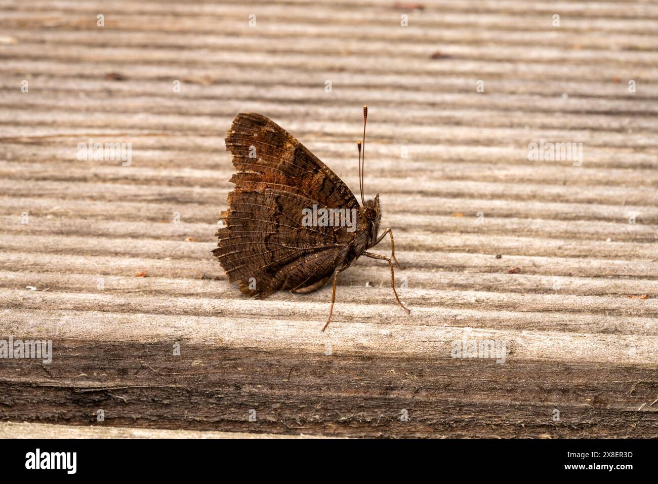 Aglais io famille Nymphalidae genre Aglais papillon paon européen papillon nature sauvage insecte photogaphie, image, papier peint Banque D'Images
