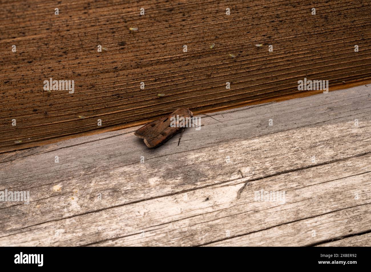 Agrotis exclamationis famille Noctuidae genre Agrotis coeur et fléchette papillon nature sauvage photographie d'insectes, image, papier peint Banque D'Images