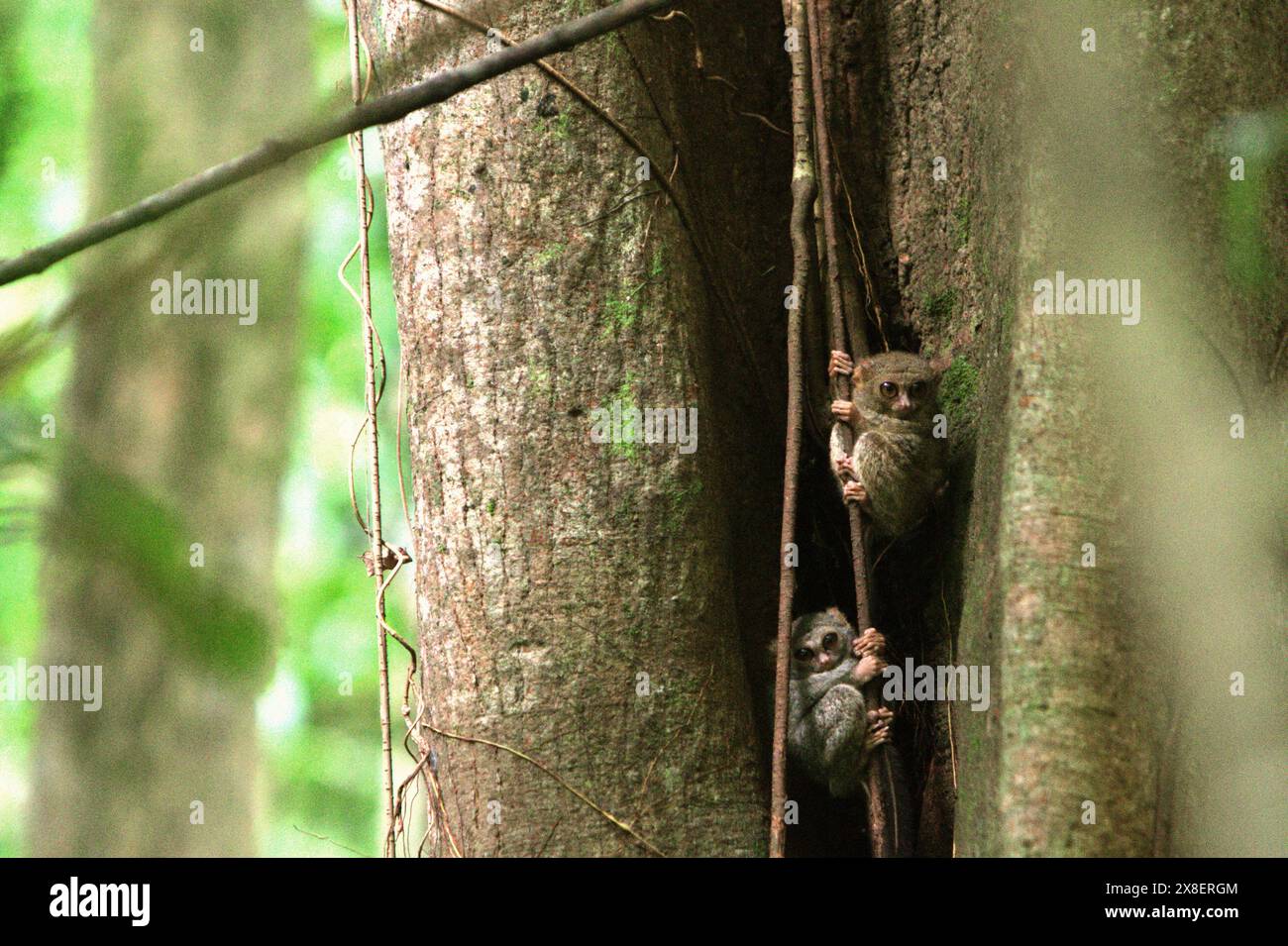 Tarsiers spectraux (Tarsius spectrumgurskyae), primates nocturnes, sur leur arbre de nid en plein jour, dans la réserve naturelle de Tangkoko, Indonésie. Banque D'Images