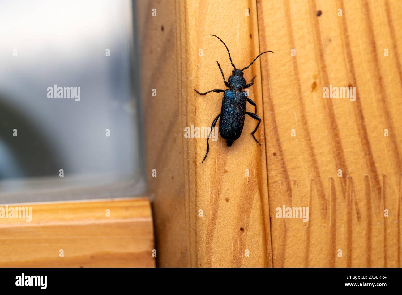 Callidium violaceum famille Cerambycidae genre Callidium Violet tanbark coléoptère nature sauvage photographie d'insectes, image, papier peint Banque D'Images