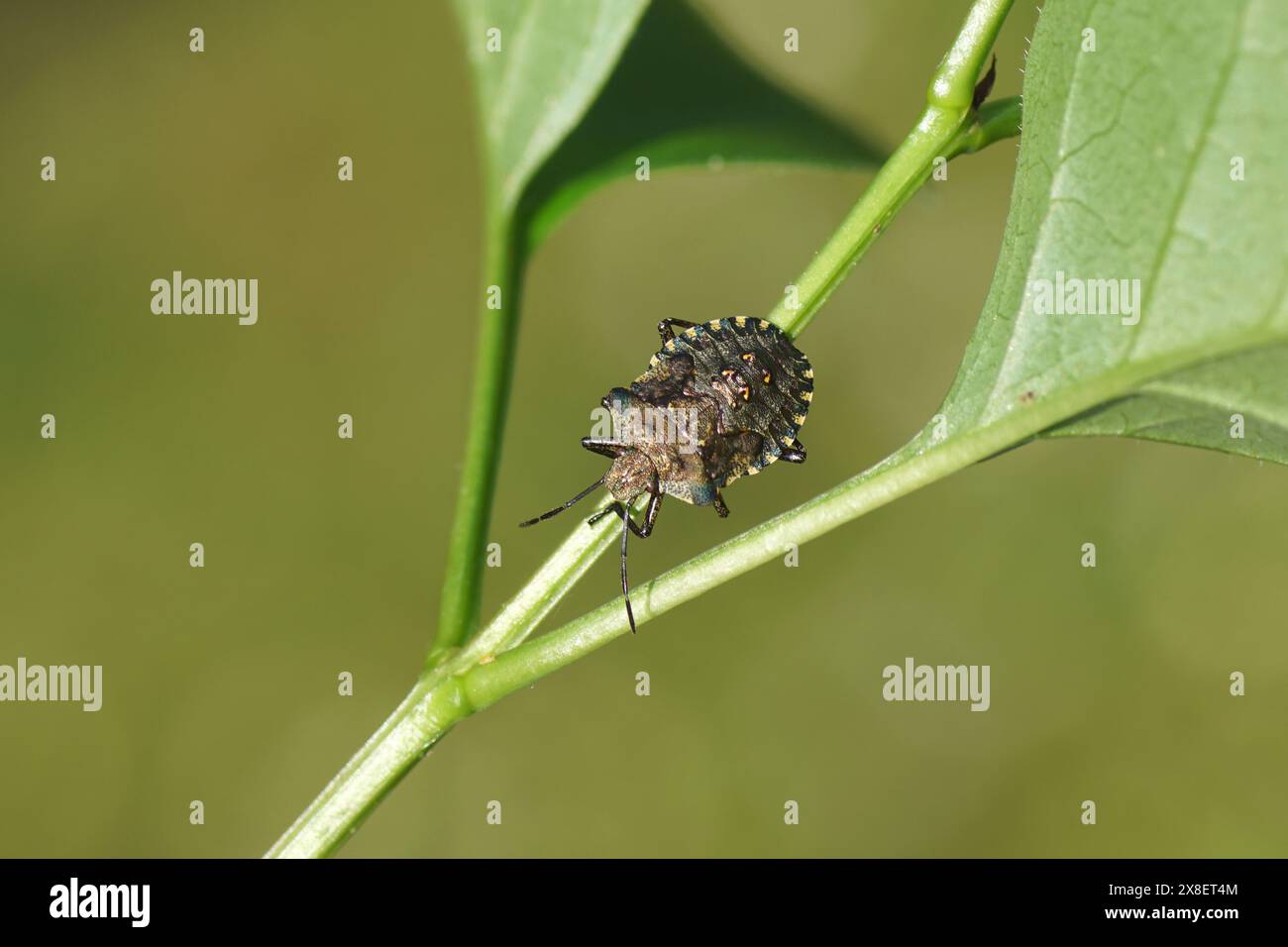 Nymphe d'un insecte forestier ou bleuet à pattes rouges (Pentatoma rufipes) sur une brindille lilas (Syringa vulgaris). Famille des Pentatomidae. Printemps, mai. Pays-Bas Banque D'Images