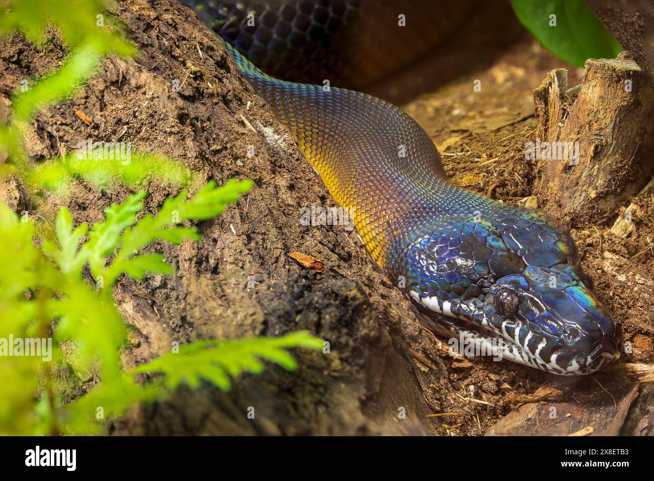 Dalbertis python leiopython albertisii Banque de photographies et d ...