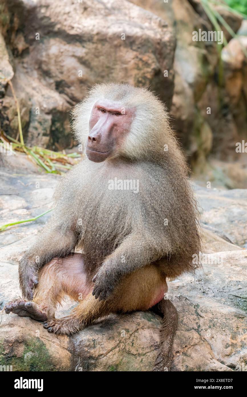 Un babouin hamadryas mâle (Papio hamadryas). C'est une espèce de babouin de la famille des singes de l'ancien monde. Il apparaît dans divers rôles dans l'égyptien antique Banque D'Images