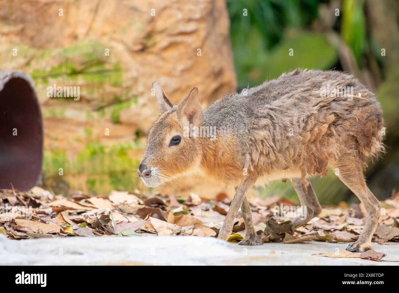 Le Mara patagonien est un rongeur relativement grand du genre Mara. Cet animal herbivore semblable à un lapin se trouve dans des habitats ouverts et semi-ouverts Banque D'Images