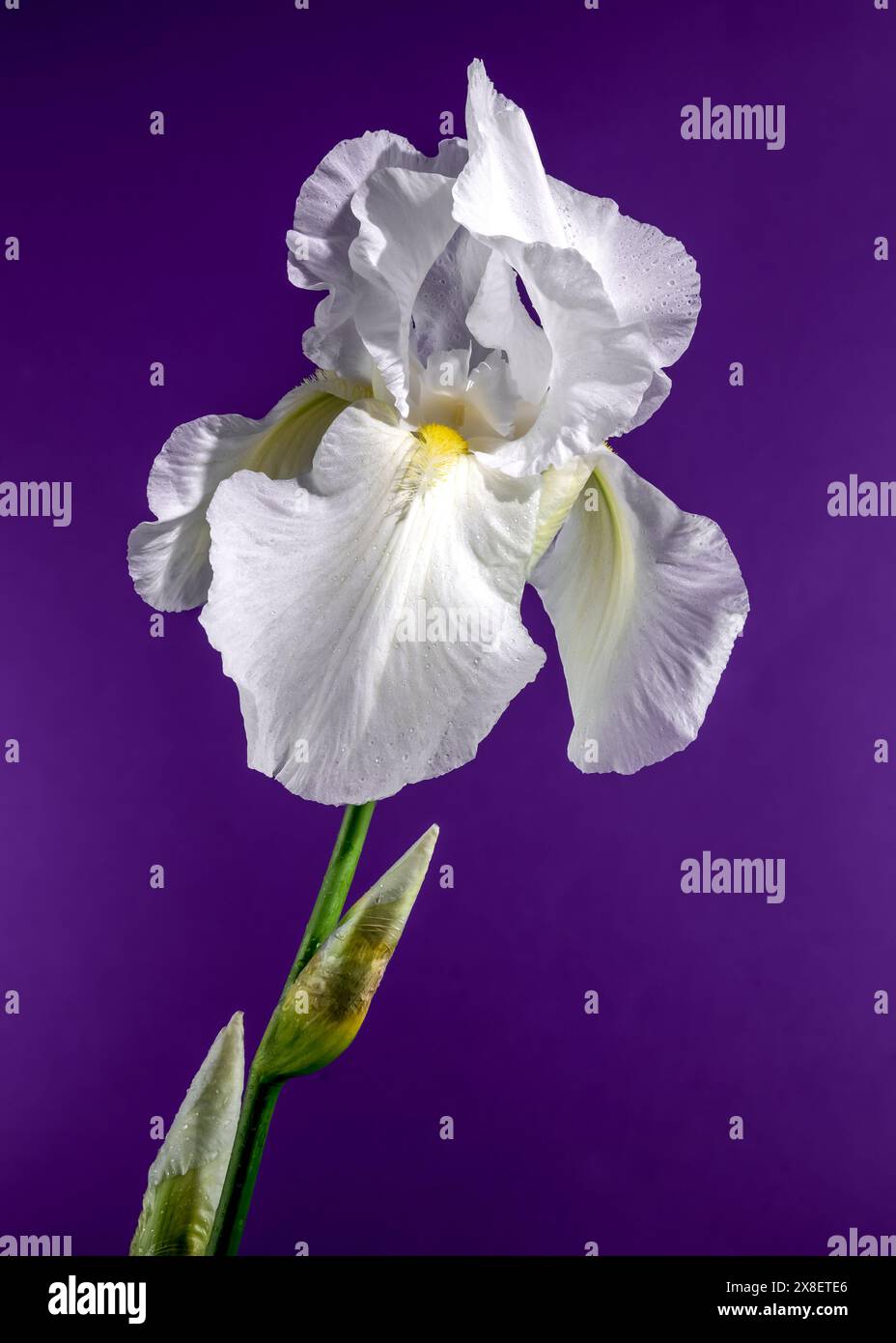 Belle immortalité de l'iris blanc fleuri sur un fond violet. Gros plan de la tête de fleur. Banque D'Images