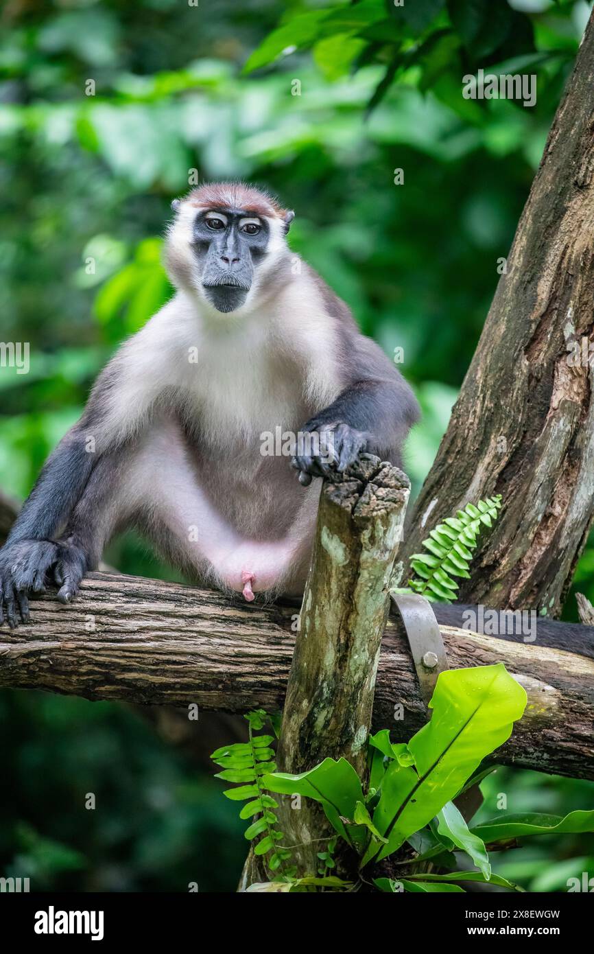 Le mangabey à collier (Cercocebus torquatus) est une espèce de primate de la famille des Cercopithecidae des singes de l'ancien monde. Banque D'Images