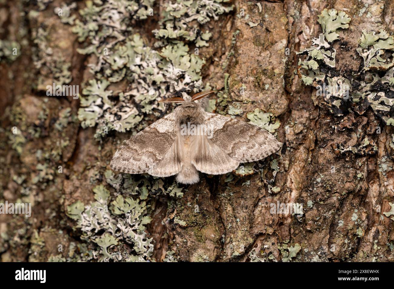 Calliteara pudibunda Family Erebidae genus Calliteara pale tussock Moth nature sauvage photographie d'insectes, image, papier peint Banque D'Images