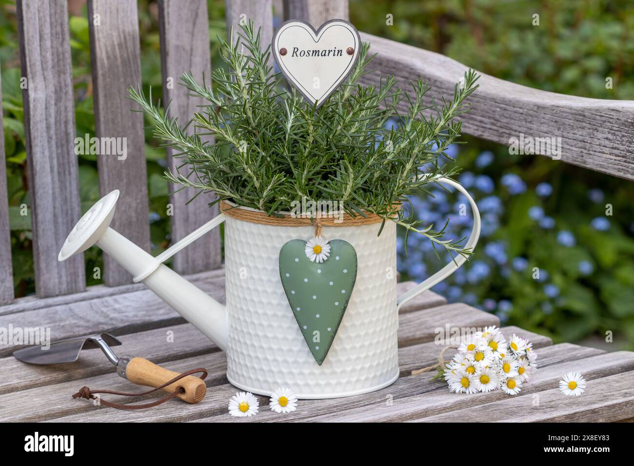 plante de romarin dans un arrosoir décoratif sur banc de jardin Banque D'Images