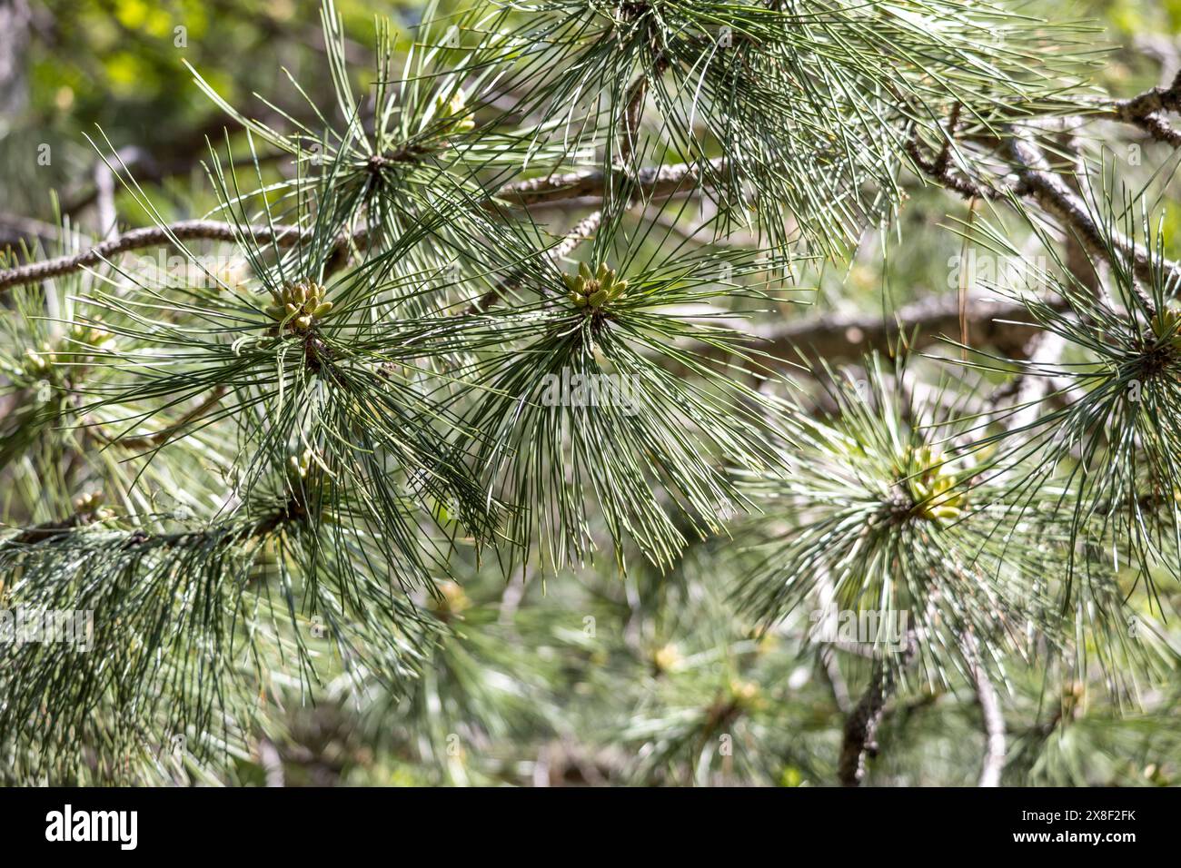 Fond de texture abstraite plein cadre d'un pin autrichien (pinus nigra) avec de longues aiguilles à la lumière du soleil. Également connu sous le nom de pin noir Banque D'Images