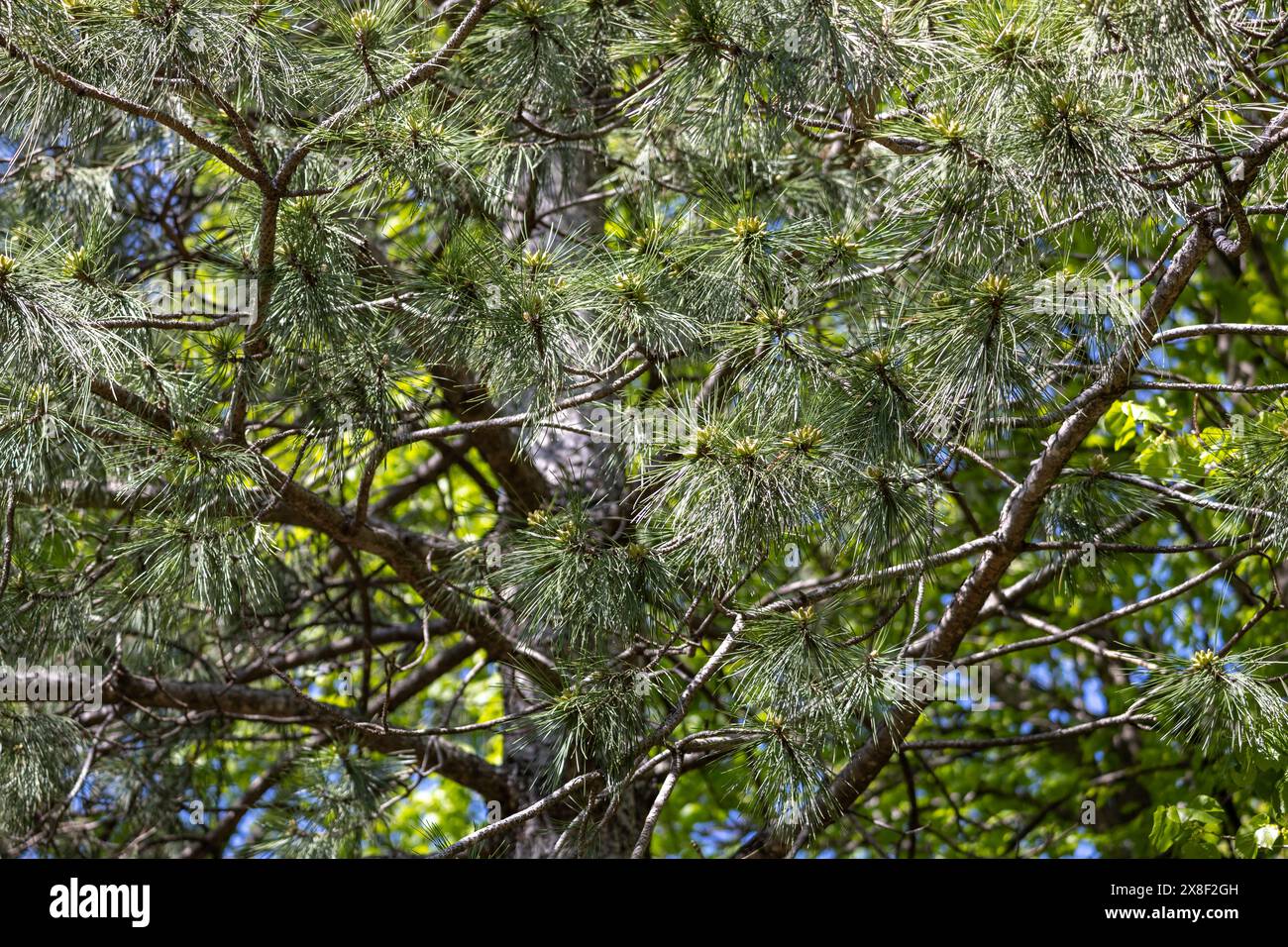 Fond de texture abstraite plein cadre d'un pin autrichien (pinus nigra) avec de longues aiguilles à la lumière du soleil. Également connu sous le nom de pin noir Banque D'Images