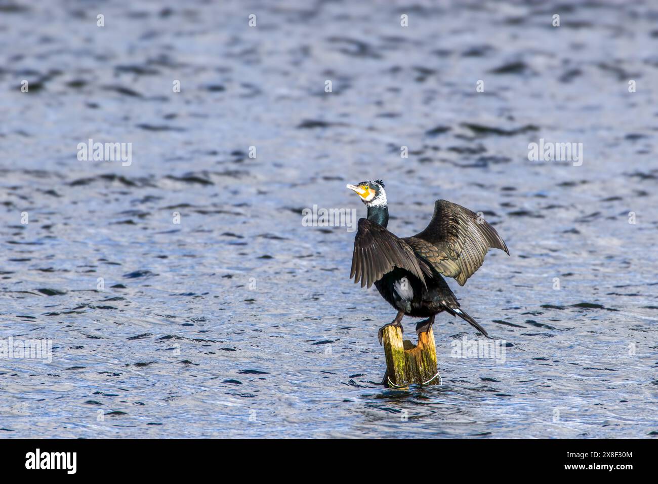 Cormoran mâle adulte en plumage de reproduction perché sur un poteau avec des ailes déployées reposant au soleil, Kenfig Pool, Bridgend, Royaume-Uni Banque D'Images