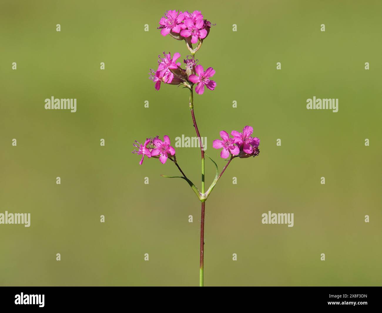 Fleur rose de la mouche collante ou campion clammy, Silene Viscaria Banque D'Images