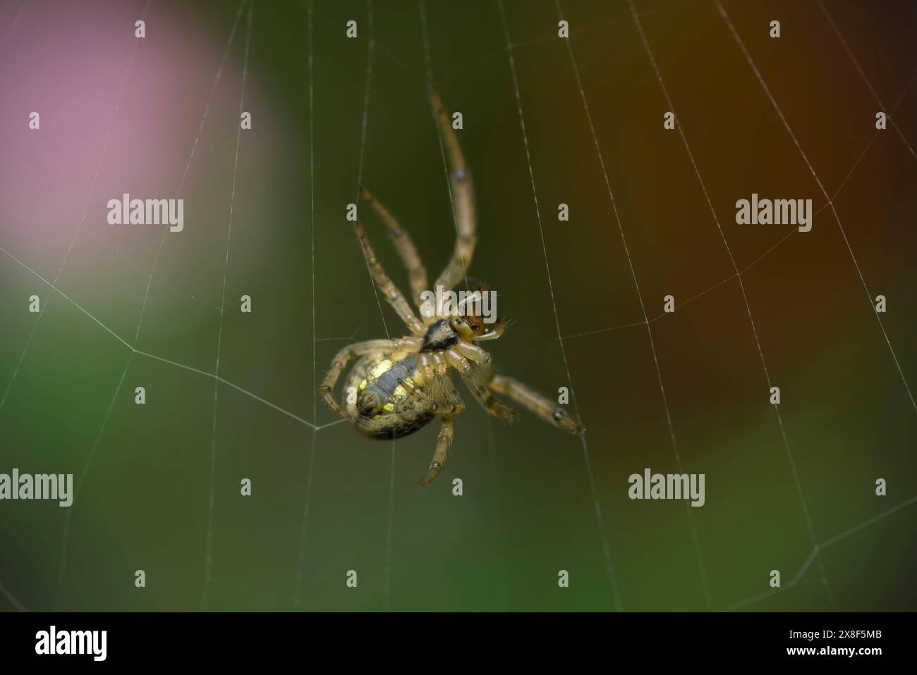 Gros plan d'une seule araignée de jardin (Araneus sp.) construction de sa toile d’araignée, macro photographie, arthropodes, nature, biodiversité Banque D'Images