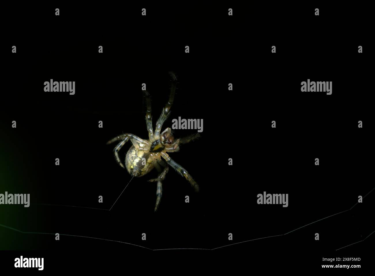 Gros plan d'une seule araignée de jardin (Araneus sp.) construction de sa toile d’araignée, macro photographie, arthropodes, nature, biodiversité Banque D'Images
