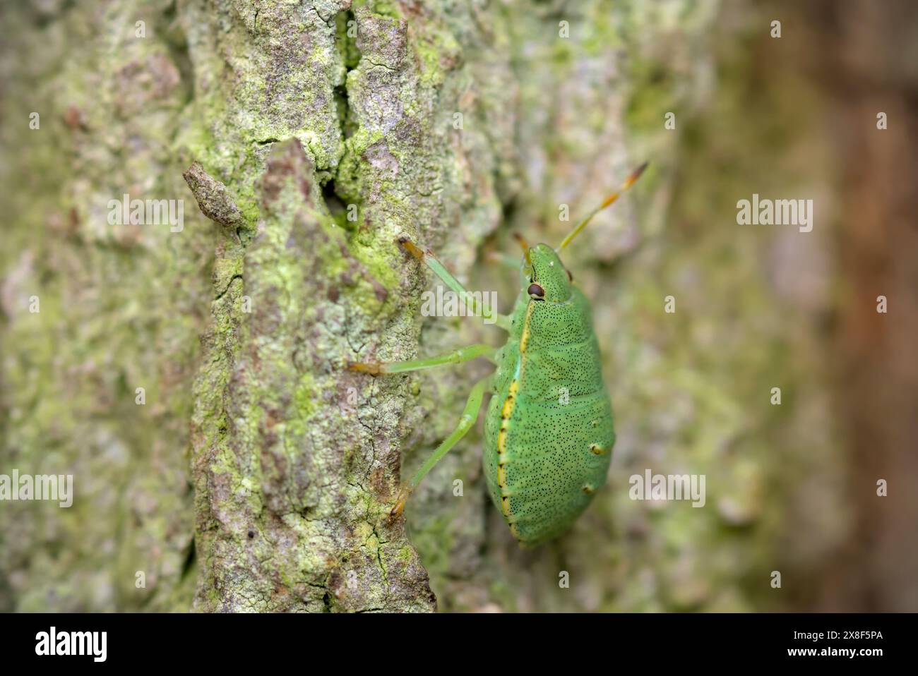 Gros plan d'une seule nymphe insecte (Palomena prasina) rampant sur l'écorce d'un arbre, macrophotographie, insectes, nature, biodiversité Banque D'Images