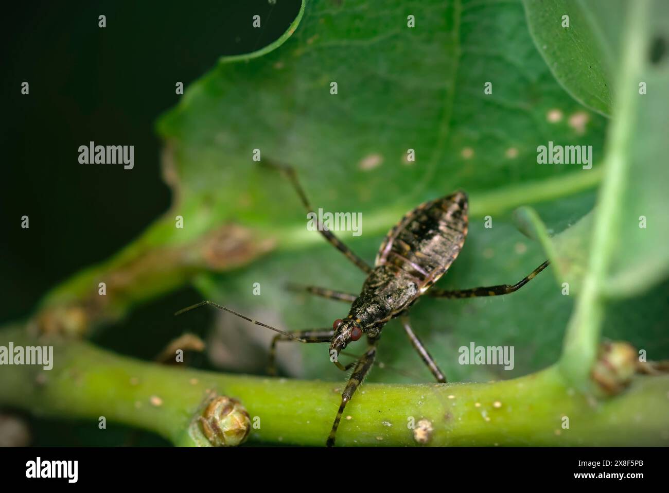 Gros plan d'un seul insecte (Heteroptera) assis sur une feuille, macro photographie, insectes, biodiversité, nature Banque D'Images
