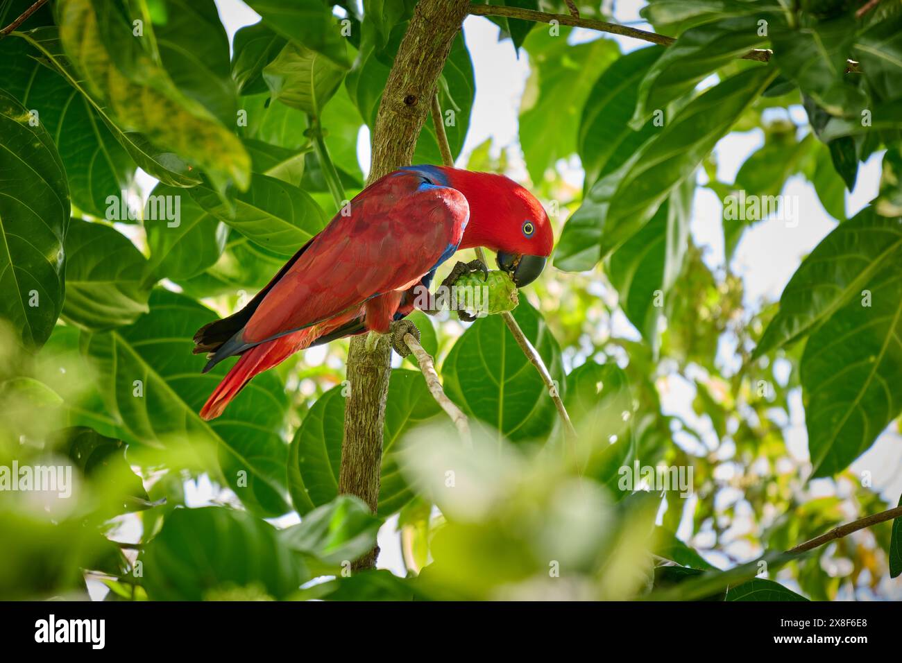 Eclectus de Papou, eclectus à faces rouges ou eclectus de Nouvelle-Guinée, Eclectus roratus, Raja Ampat Biodiversity nature Resort, Waigeo, Raja Ampat, Papouasie occidentale Banque D'Images