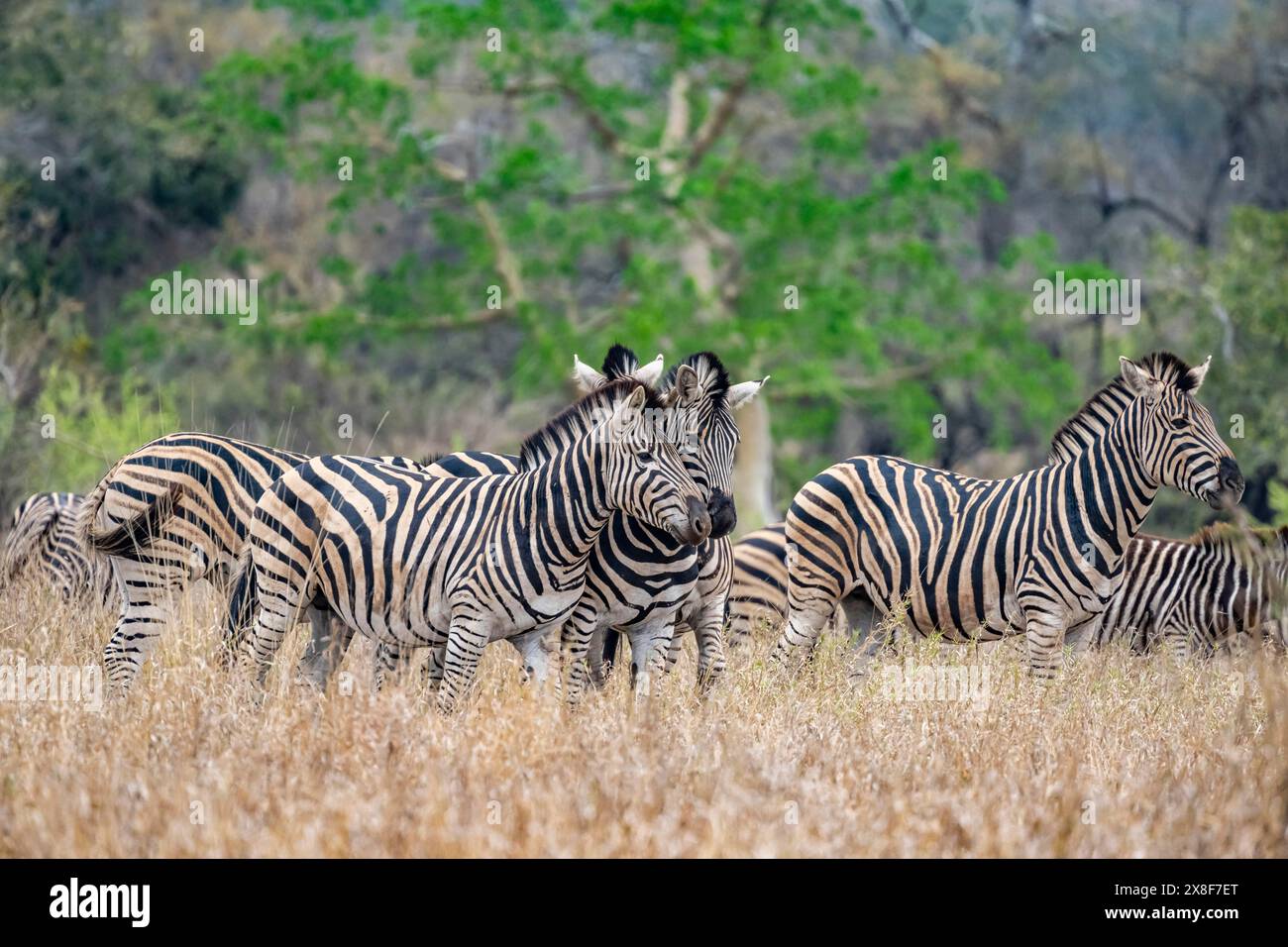Zèbres des plaines (Equus quagga), câlins, têtes ensemble, dans les hautes herbes, parc national Kruger, Afrique du Sud Banque D'Images