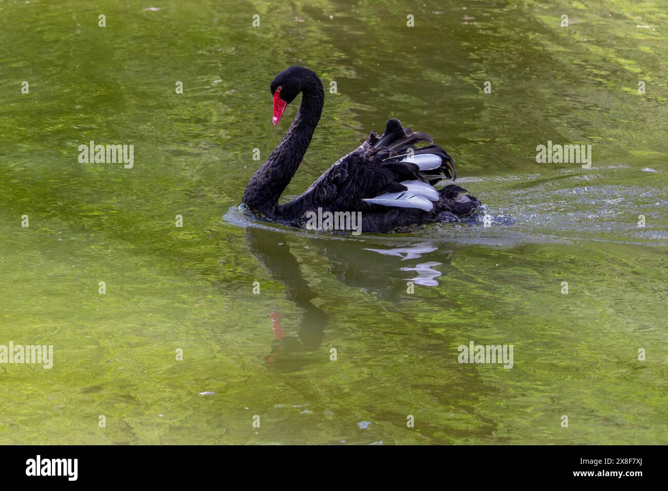 Cygne noir (Cygnus atratus), Cygne noir sur l'eau avec reflet vert, Parc animalier de Poing, haute-Bavière, Bavière, Allemagne Banque D'Images