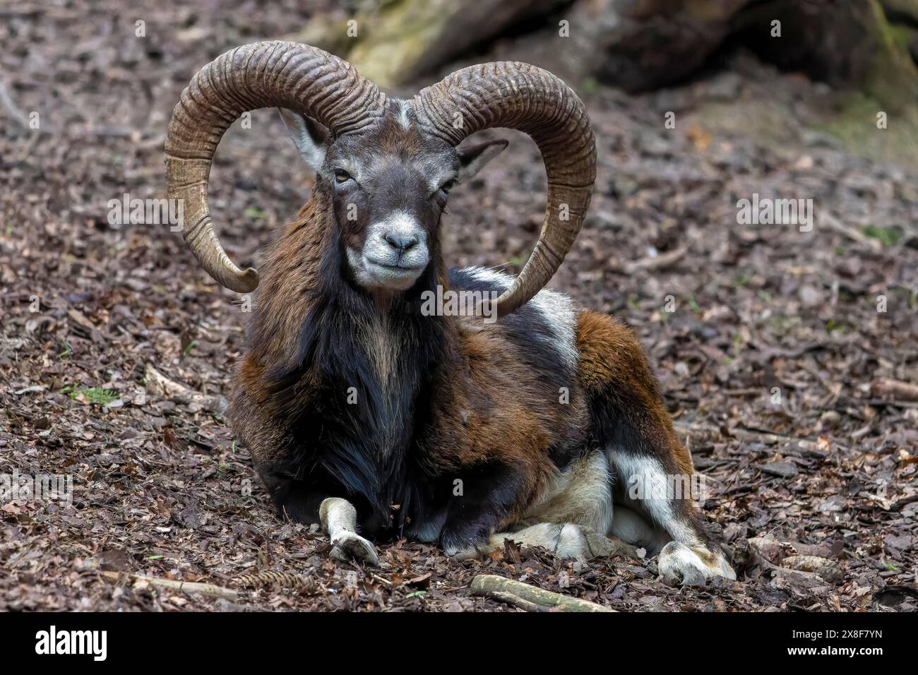 Mouflon (Ovis gmelini musimon), Parc animalier de Poing, haute-Bavière, Bavière, Allemagne Banque D'Images