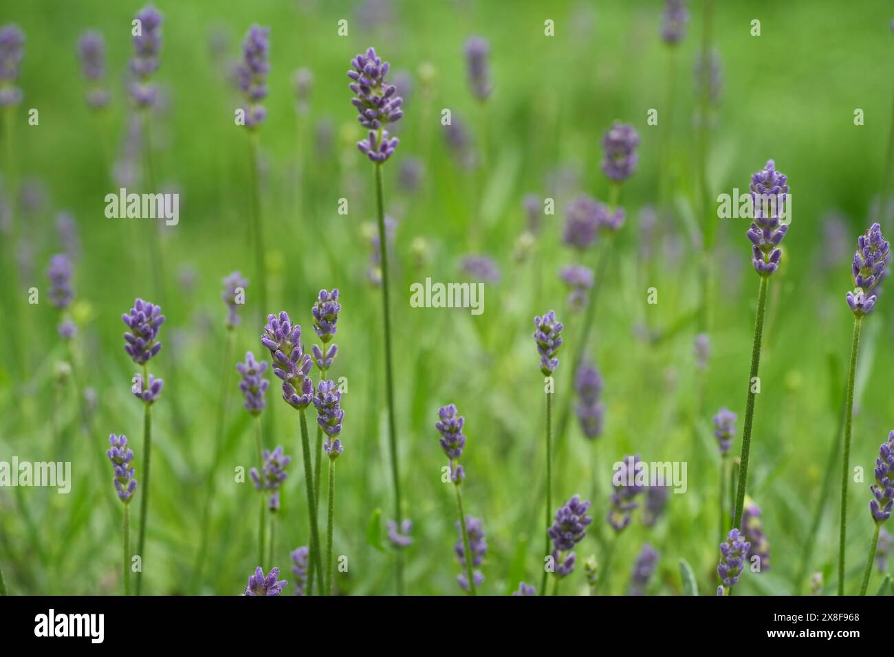 Naturel doux gros plan sur les fleurs de lavande violettes émergentes , Lavendula angustifolia sur un fond vert Banque D'Images