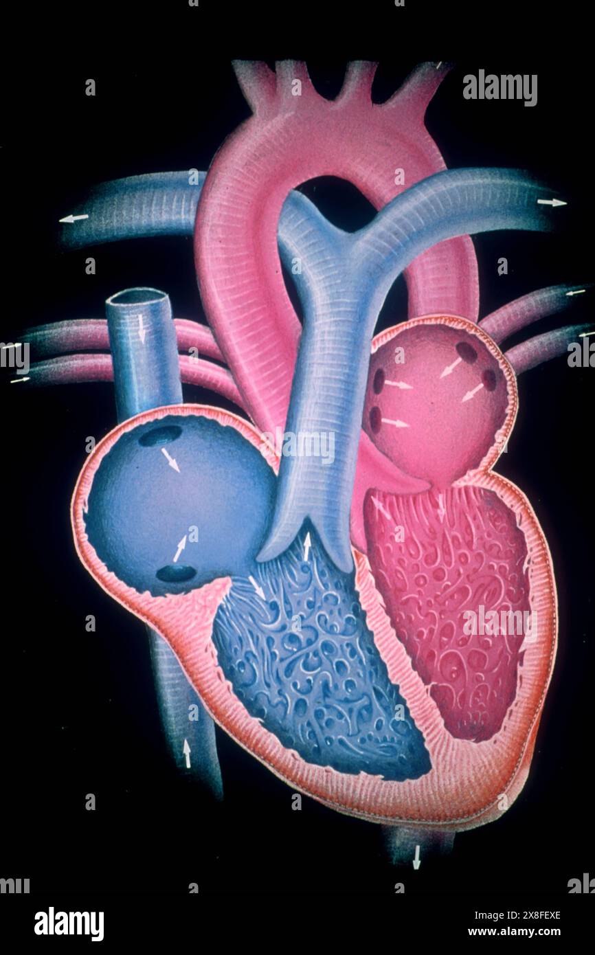 Le cœur est l'organe qui fait circuler le sang. Son muscle, le myocarde, reçoit une stimulation des nerfs, puis se contracte et propulse le sang autour du corps. Il est composé de 4 cavités, 2 oreillettes et 2 ventricules. Ici, le sang circule du bleu au rouge. CŒUR, ILLUSTRATION 001248 009 Banque D'Images