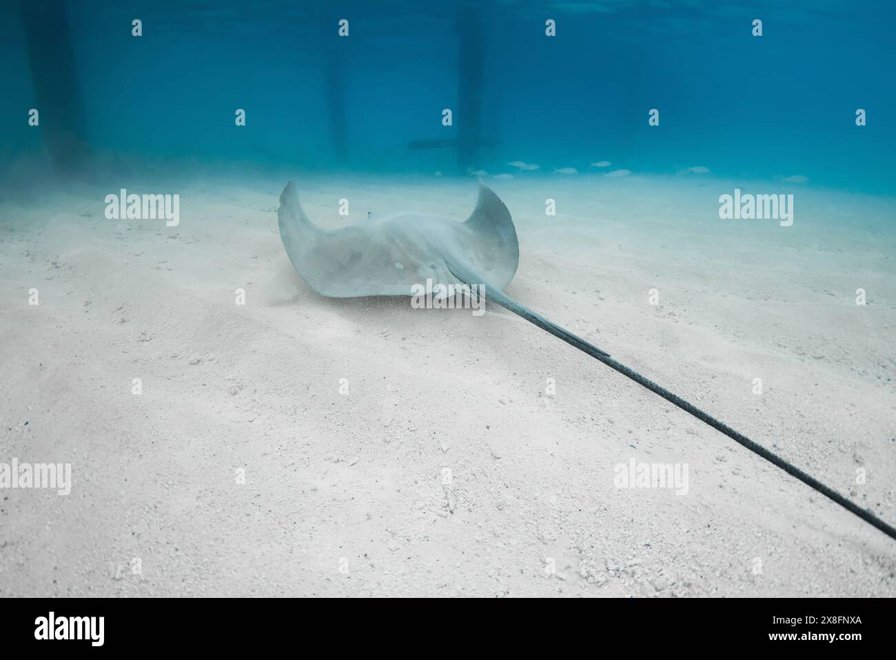 Poisson de raie piquante dans la mer tropicale. Stingray sous l'eau sur fond de mer sablonneux. Banque D'Images