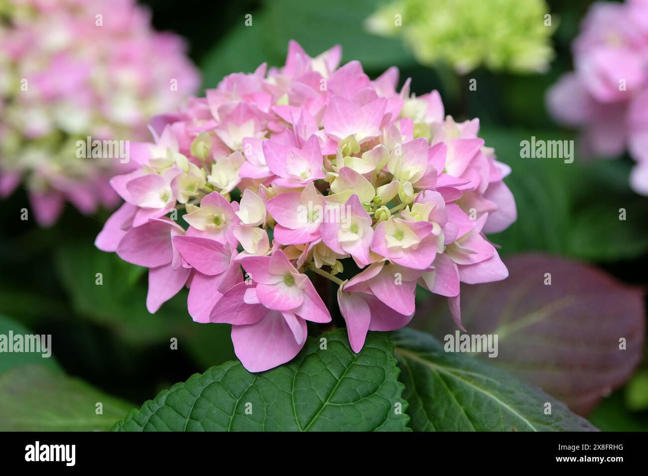 Rose et bleu MOPHEAD Hydrangea macrophylla «Endless Summer» en fleur. Banque D'Images