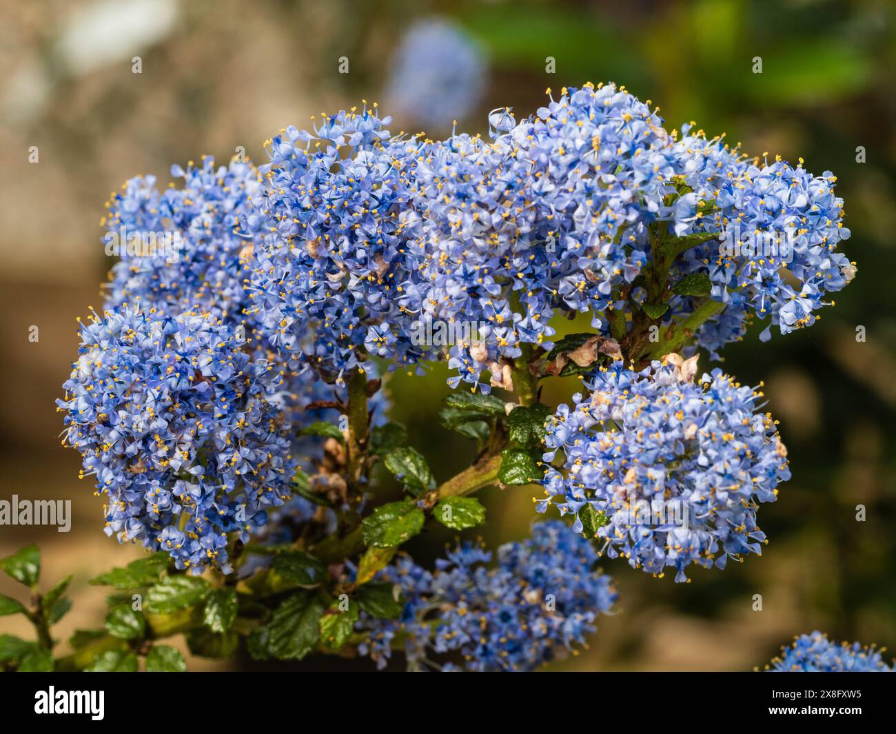 Fleurs bleues denses de Ceanothus 'Edinburgh', arbuste rustique à feuilles persistantes californiennes Banque D'Images