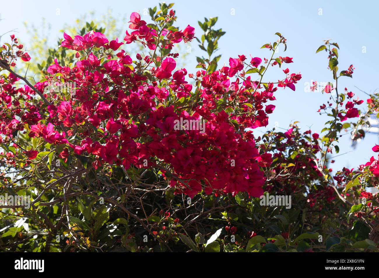 Fleurs de bougainvillaea glabra, Athènes, Grèce, Europe. Banque D'Images